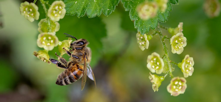 Biene in der Natur